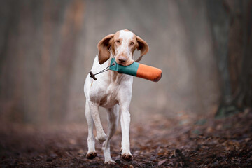 Wall Mural - Bracco Italiano running with a dummy in the forest