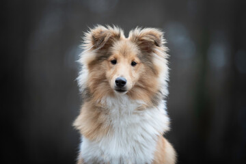 Wall Mural - Portrait of a young Shetland sheepdog male