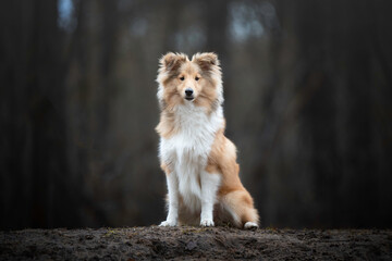 Poster - Sheltie puppy sitting in the forest