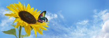 Butterfly And Sunflower Blue Sky Banner - Large Sunflower Head Against A Summer Blue Sky Background With A Multicoloured Resting Butterfly And Space For Copy 
