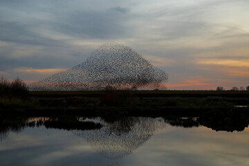 Wall Mural - Starling murmurations. A large flock of starlings fly at sunset just before entering the roosting site in the Netherlands. Hundreds of thousands starlings make big clouds to protect against raptors