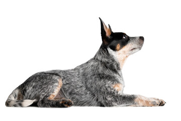 Poster - blue australian cattle dog puppy lying down on white background