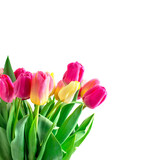Fototapeta Tulipany - Mix of tulips flowers on white background