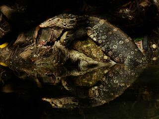 Wall Mural - Water Monitor (Varanus salvator) on water in abandoned canal with garbage