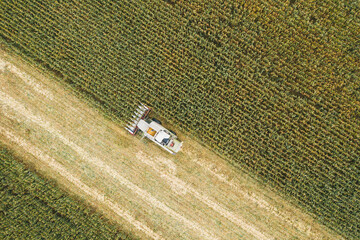 Aerial view of tractor harvesting in corn field. Drone shot flying