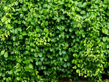 Green Leaf Background, Ivy Plant Cover On Fence