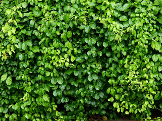 Wall Mural - green leaf background, ivy plant cover on fence