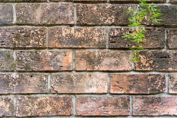 Wall Mural - Color painted brick wall. Texture of old dark brown, orange and yellow brick wall panoramic backgorund