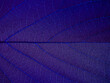 Leinwandbild Motiv close up view of purple leaves texture