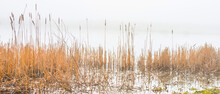 Reed Along The Misty Edge Of A Lake In Wetland In Bright Foggy Sunlight In Winter, Almere, Flevoland, The Netherlands, February 28, 2021
