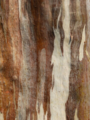 Sticker - Eucalyptus deglupta tree bark texture