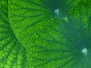 close up view of green lotus leaf texture