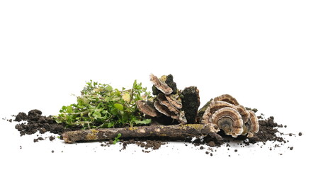 Green grass and fungi with fertile dirt soil and twig isolated on white background