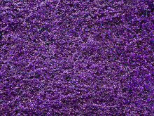 Purple Bush Wall Background, Fukien Tea ( Carmona Retusa (Vahl) Masam