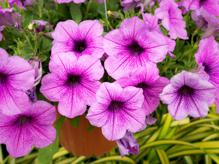 Wall Mural - Bunch of Purple Petunia hanging
