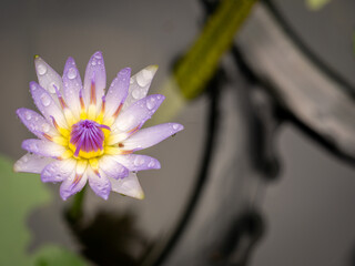 Wall Mural - White Purple Blooming with The Rain Drops
