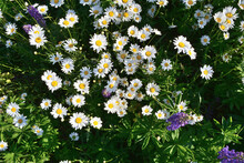 Top View On Blooming Daisies And Lupins. Summer Garden