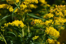 Yellow Goldenrod Flowers With Insects. Solidago.