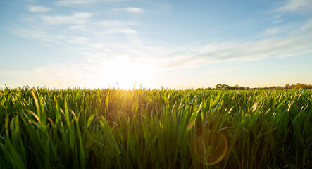 Fotobehang - Rural summer landscape at sunset or sunrise. Sun rises from the grass to the top of field in the sun rays. Green field of wheat and blue sky on farm. Green meadow. Nature, wilderness. Agriculture.
