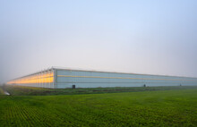 Greenhouses In The Netherlands On A Foggy Morning