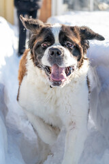 Facial expression of Saint Bernard purebred dog running in Snow