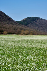 Wall Mural - monte orfano