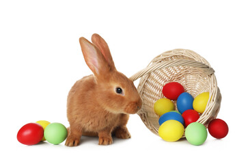 Wall Mural - Adorable furry Easter bunny near wicker basket with dyed eggs on white background