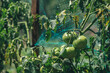 Green tomato in organic vegetable garden