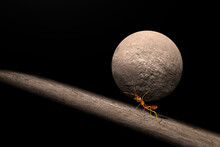 The Ants Try To Lift Huge Stone Move. Business Problem Troubleshooting To Get The Job Success.
