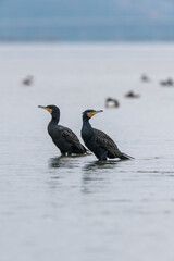 Wall Mural - two cormorants standing on rocks