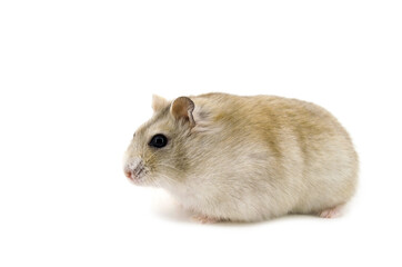 Wall Mural - Russian hamster white background