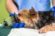 Preoxygenation technique in dog with oxygen mask. Veterinary Doctor prepares dog for anesthesia. High quality photo