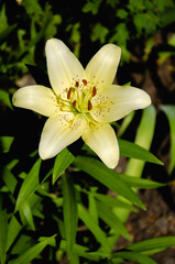 Wall Mural - White lily flower close up natural background	