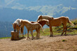 Haflinger Pferde im Gebirge, Alpen, Südtirol, Italien, Europa