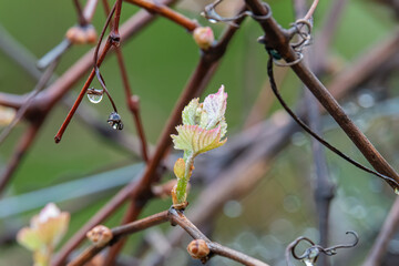 Wall Mural - new growth emerges in the vineyard