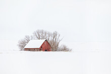 Original Winter Photograph Of An Old Red Barn With Barren Trees Lost In A Snowy White Background With Snow On The Ground And A White Sky