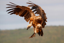White Backed Vulture Flying Before Landing In Zimanga Game Reserve In Kwa Zulu Natal In South Africa