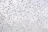 Fototapeta Łazienka - european starlings in flight