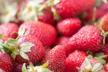 Poster - local organic fresh picked strawberries in take away boxes