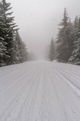 Wall Mural - A snow covered road through a mountains pine forest with trees covered in snow.