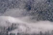 © Jason Yoder - A pine forest on the side of a mountain with fog and tree branches accented be snow cover.