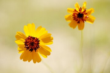 Wall Mural - Yellow wildflowers in Texas landscape with shallow depth of field during spring close up.