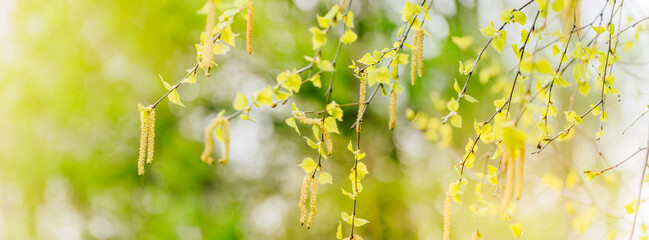 Wall Mural - Beautiful panoramic spring landscape with green leaves and bokeh background