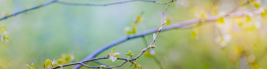 Wall Mural - Beautiful panoramic spring scenery with buds, green leaves and bokeh background