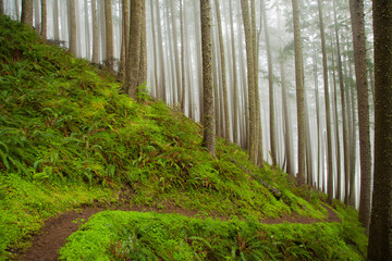 Wall Mural - Neakahne Mountain trail on the north Oregon coast near Rockaway.