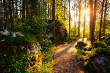 Canvas Print - Enchanted woods in the morning sunlight. Location place Germany Alps, Europe.