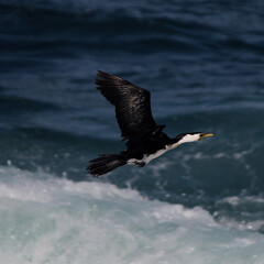 Poster - Pied Cormorant flying