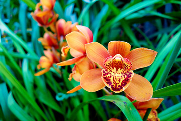 Canvas Print - Selective focus shot of orange orchids