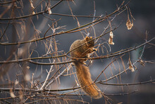 Tree Squirrel Sitting On A Branch Eating With Large Fluffy Tail Hanging Down.