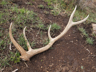 shed antler of american elk lying on ground
